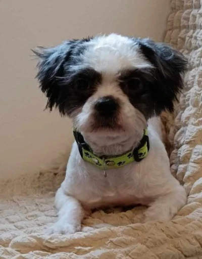 Descopera Experienta Full Service in Targu Jiu cu o Bruneta Atractiva