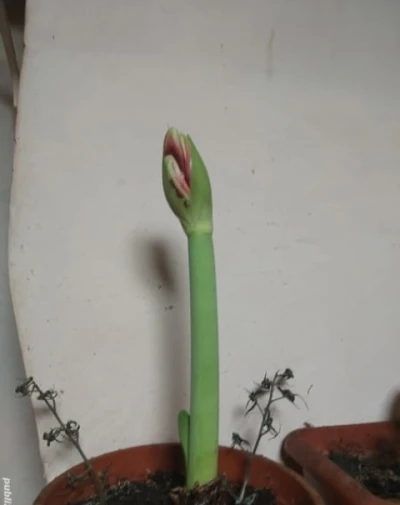 Experienta unica cu o escorta in Calarasi – Sunt aici pentru tine