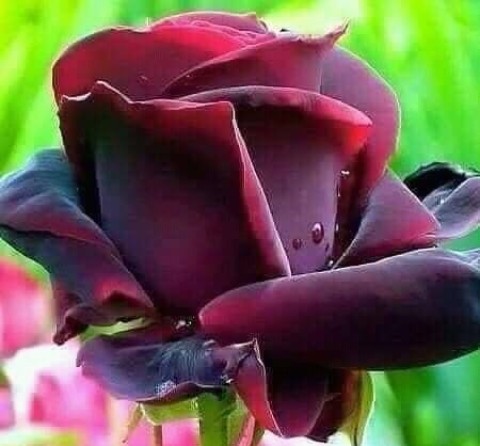 Femeie autentica din Rachiti cauta partener pentru relatie serioasa