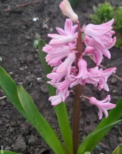 Intalneste o frumusete sexy in Sector 4